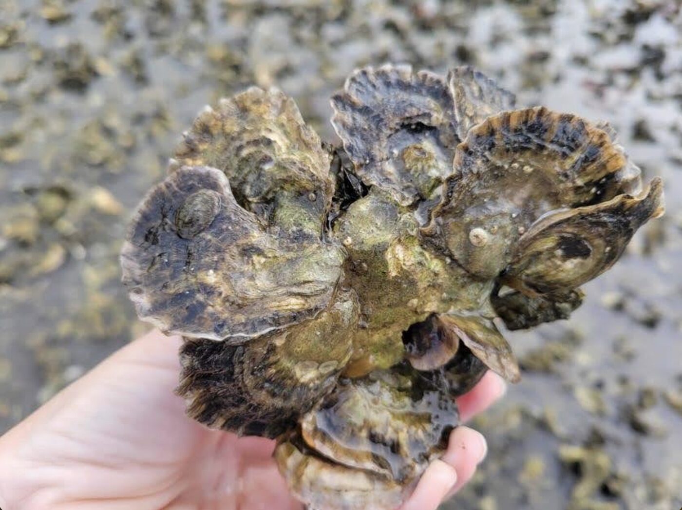 Shell carrying a natural set of juvenile Olympia oysters, held in a hand
