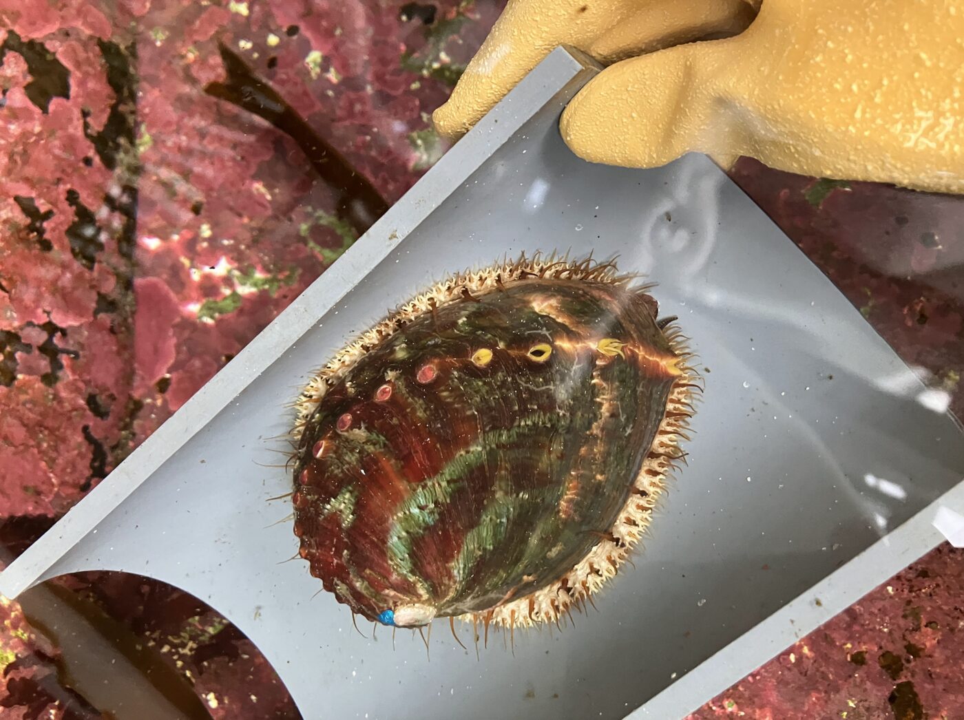 A pinto abalone reared for outplanting