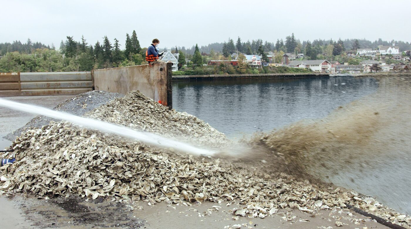 Cured shell being returned to a restoration beach at Liberty Bay