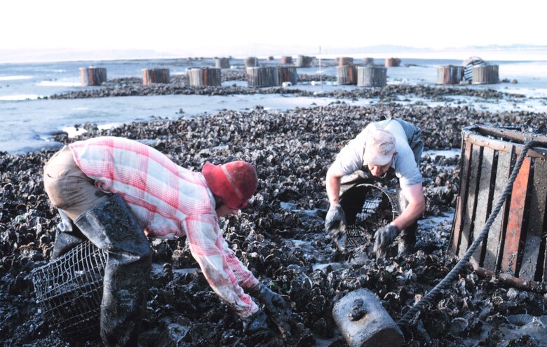 Two workers hand-picking oysters on a tideland at low water