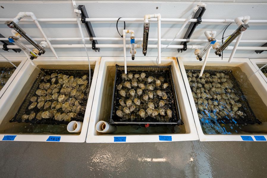 Oyster raceway tanks in a working shellfish hatchery